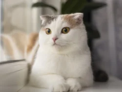 Catat! Ini 7 Manfaat Pelihara Kucing di Rumah