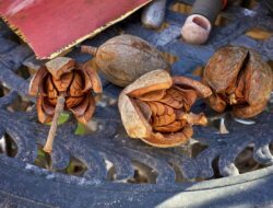 Ternyata Buah Mahoni bisa Mengatasi Penyakit Malaria dan Sembelit