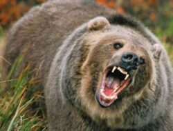 Petani Karet di Pasaman Barat Alami Luka Parah Usai Diterkam Beruang