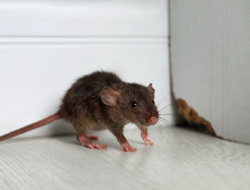 Cara Mudah Hilangkan Tikus dari Rumah dengan Bawang Merah dan Cabai