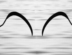 Gara-Gara Perselisihan, Menantu dan Mertua Duel Pakai Celurit