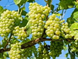 Ada Residu Berbahaya di Anggur Shine Muscat, Masyarakat Dihimbau Tetap Waspada