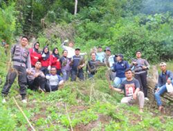 Lagi, BNNK dan Polres Madina Temukan Ladang Ganja di Tor Sihite