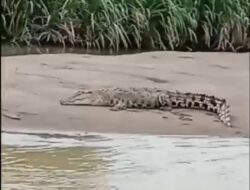 Heboh! 1 Ekor Buaya Berjemur Santai di Sungai Batangtoru Tapsel