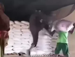 Video Aksi Mandor di Jambi Uji Mental Kuli dengan Tendangan, Begini Faktanya