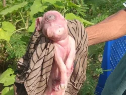 Heboh! Anak Babi Lahir Bermata Satu dan Berwajah Mirip Manusia