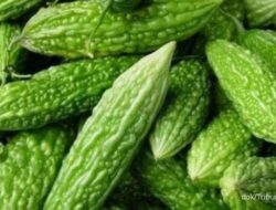 Buah Pare Pencegah Kolestrol dan Gula Darah