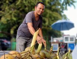 Selama Puasa, Permintaan Air Kelapa Muda Meningkat di Padangsidimpuan