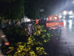 Pohon Tumbang Rusak Mobil Pedagang di Gunungtua, Paluta