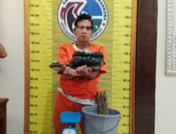 Polres Padangsidimpuan Amankan 8 Kilogram Ganja dan 1 Orang Pengedar