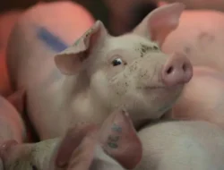 Astaga! 7 Produk Pangan Bersertifikat Halal ini Ditemukan Mengandung Unsur Babi