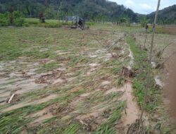 139 Hektar Lahan Pertanian Rusak, Sidimpuan Gagal Swasembada Beras