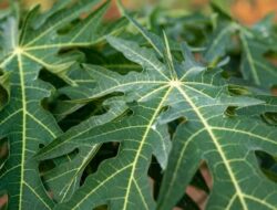 Daun Pepaya Dapat Menyembuhkan Demam Berdarah