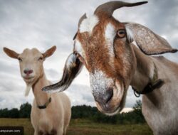 Jangan Asal Pilih! Ini Syarat Umur Kambing untuk Kurban Idul Adha