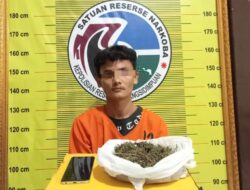 Sok Jago Neteng Ganja, Pria Asal Kelurahan Tobat Sidimpuan Ditangkap