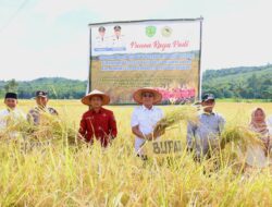 Bupati Gus Irawan Panen 6,5 Ton Padi di Angkola Timur, Tapsel