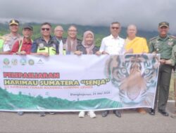 Harimau Sumatera Senja Dilepasliar, Tambang Emas Martabe Kirim Helikopter Pengangkut
