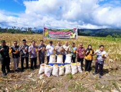 Wujudkan Ketahanan Pangan, Kapolres Padangsidimpuan Ikuti Panen Raya Jagung Bersama Presiden