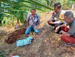 Setelah Harimau Giliran Kucing, Ngeprank