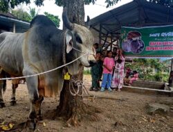 Jumlah Kurban Terbatas, Alasan Desa Joring Lombang Sidimpuan Terpilih Penerima Hewan Kurban Prabowo