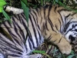 Harimau Legendaris Bujang Mandeh Lahirkan Anak