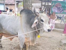 Senangnya Warga Joring Lombang Sidimpuan Terima Hewan Kurban dari Prabowo