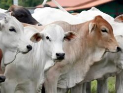 Catat! Warga se-Kota Sidimpuan Kurban 1.510 Sapi