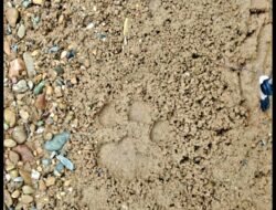 Geger! Warga Desa Batang Bahal Sidimpuan Temukan Jejak Binatang Buas