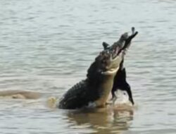 Viral! Buaya Raksasa Sungai Batahan Terekam Sedang Melahap Kambing Warga