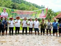Wali Kota/Wakil Wali Sidimpuan Kompak Tanam Padi di Panyanggar