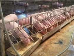 Dinilai Lebih Banyak Mudarat, Investasi Peternakan Babi Rp 10 Triliun Ditolak Ulama Jepara