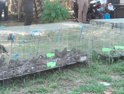 Bea Cukai dan Karantina Sumut Gagalkan Penyelundupan Ratusan Burung dari Thailand