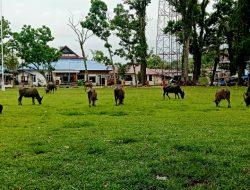 Memalukan! Lembu Dibiarkan Berkeliaran di Lapangan Merdeka Natal, Madina