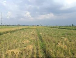 Irigasi Rusak, Ratusan Hektar Sawah di Padang Bolak Portibi Terlantar
