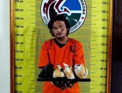 Lagi Nunggu Konsumen, Resedivis Gondrong asal Kelurahan Kantin Sidimpuan Ditangkap