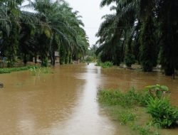 Breaking News: Ratusan Rumah di Sibara-Bara dan Rianiate Tapanuli Selatan Terendam Banjir