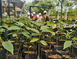 Sejak 2012, Nursery Agincourt Resources Tanam 70 Ribu Batang Bibit Pohon