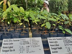Nursery Agincourt Resources, Target Tingkatkan Produksi Menuju Pasca Tambang