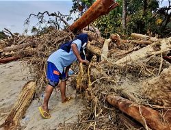 Pasca Banjir Bandang Tapsel  Gelondongan Kayu Menumpuk, Warga: Marak Pembukaan Lahan Untuk Perkebunan