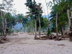 Gegara Banjir Bandang, Petani di Sayurmatinggi dan Batang Angkola Tapsel Gagal Tanam