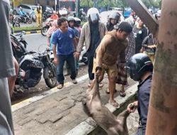 Owalah! Aksi Jalan Pagi Babi Hutan Hebohkan Warga Sidimpuan