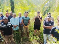 Polsek Natal Bersama Masyarakat Tangkap Dua Orang Bandar Narkoba di Kebun Sawit