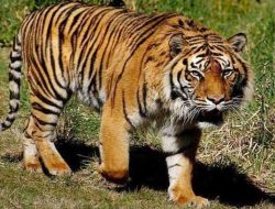 Pasca Dilanda Banjir Bandang, Jejak Harimau Ditemukan di Desa Tolang, Tapsel