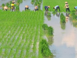 Jaga Kedaulatan Pangan, Pemerintah Perketat Alih Fungsi Sawah Nasional