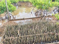Berkat Program Kolaborasi  PT Agincourt Resources, Mangrove di Pesisir Tapteng Tumbuh 29 Hektare