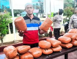Ini Baru Paten! 20 Bal Ganja di Madina Diamankan Warga Kotasiantar