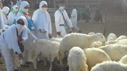 Denda Haji Jemaah Muhammadiyah Disembelih di Tanah Air