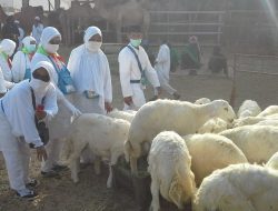 Jemaah Haji Muhammadiyah Diminta Ikuti Fatwa, Denda Haji Disembelih di Tanah Air