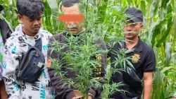 penangkapan ladang ganja di Dairi
