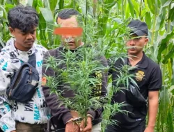 Bercocok Tanam Ganja di Ladang, Pria asal Dairi Ini Akhirnya Kena “Panen” Polisi
